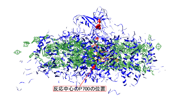 光化学系ⅠにおけるP700
