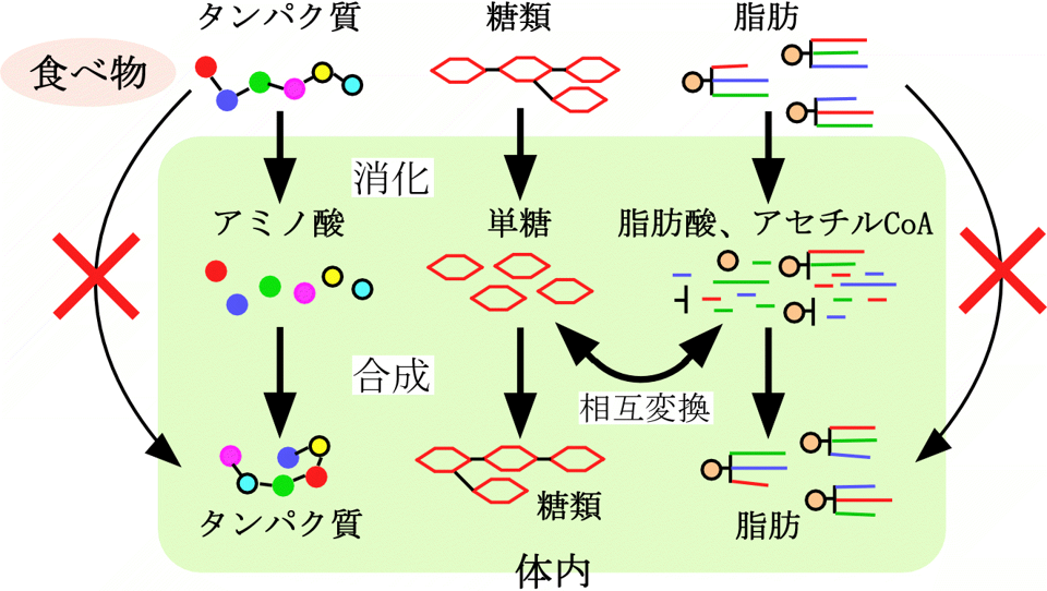 食べ物の消化の経路